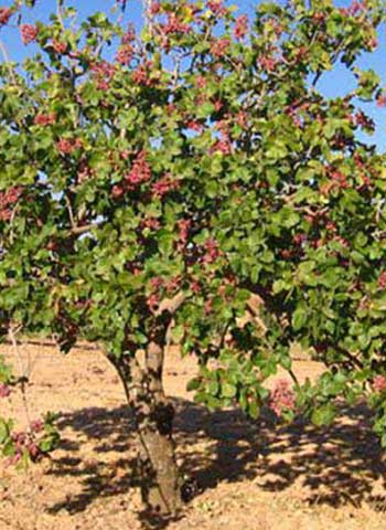 ANTEP FISTIĞI YETİŞTİRİCİLİĞİ