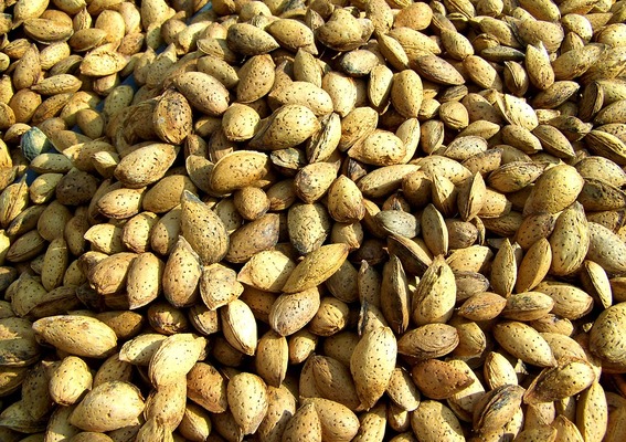 ZEYTİN AĞAÇLARININ VERİMİ