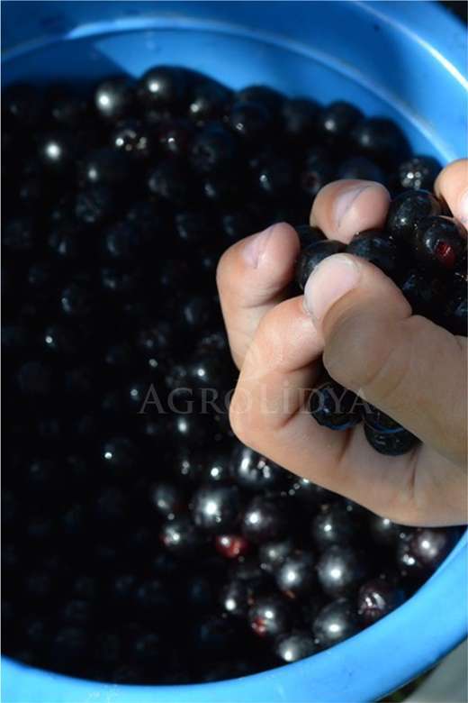 Aronia (Aronya) Fidanı