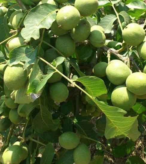 Chandler Ceviz Fidanı (Açık Köklü)