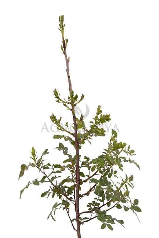 Damla Sakızı Anacı