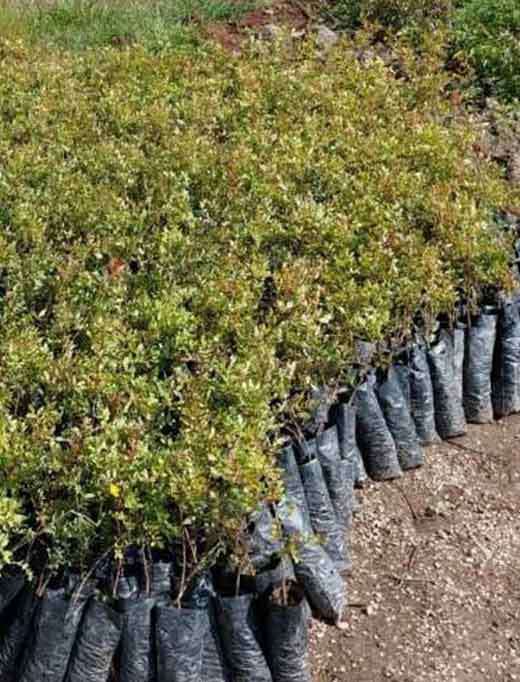 Damla Sakızı Anacı