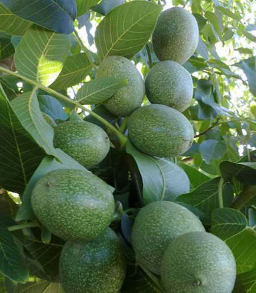 Fernette Ceviz Fidanı (Tüplü)