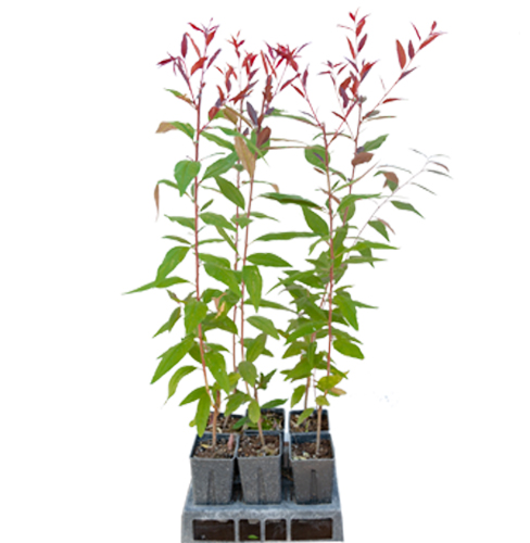 Garnem Şeftali Badem Anacı