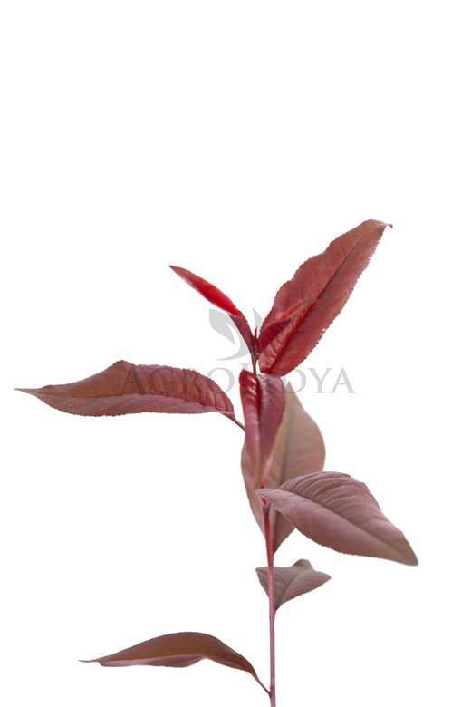 Garnem Şeftali Badem Anacı