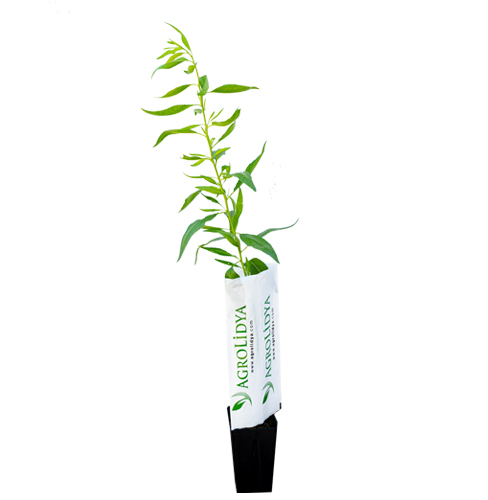 Makako Badem Fidanı