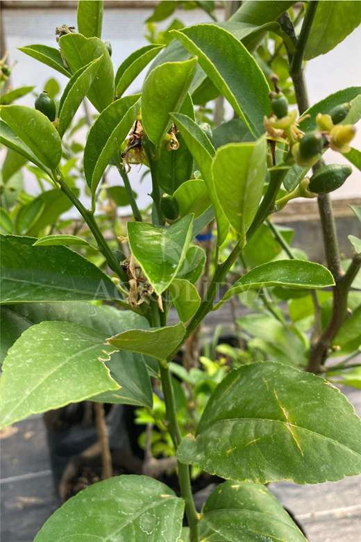 Misket Bodur Limon Fidanı 