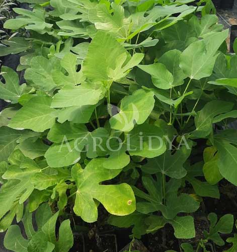 Sarı Lop İncir Fidanı 