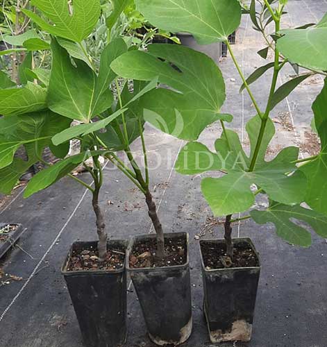 Sarı Lop İncir Fidanı 