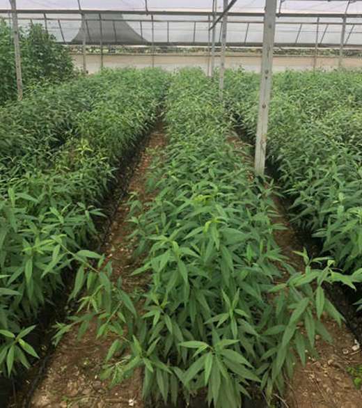 GF677 Şeftali Badem Anacı