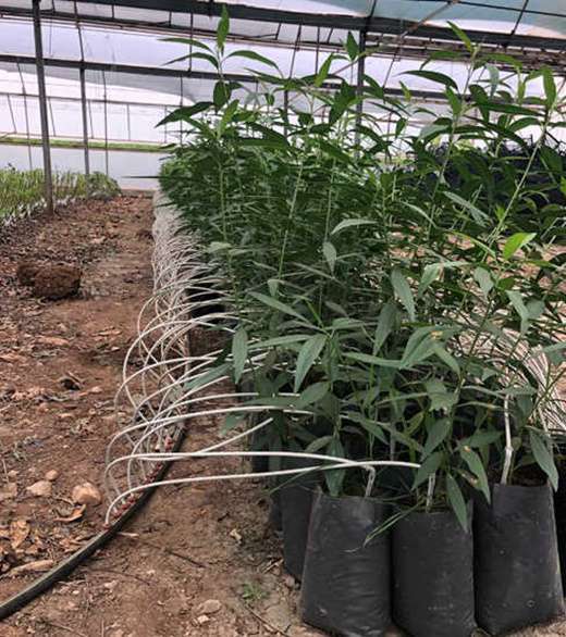 GF677 Şeftali Badem Anacı