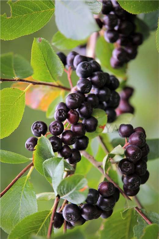 Aronia (Aronya) Fidanı