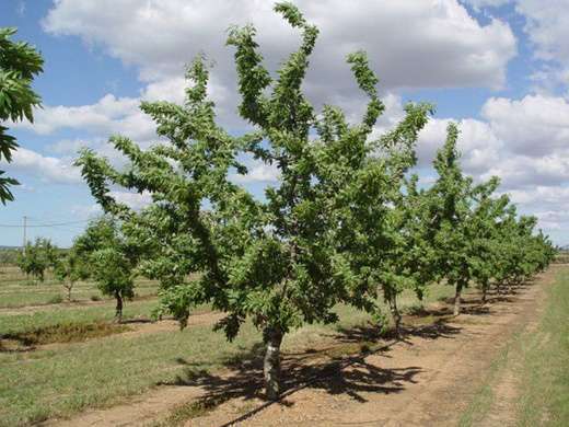 Badem Ağacı Kaç Yılda Meyve Verir