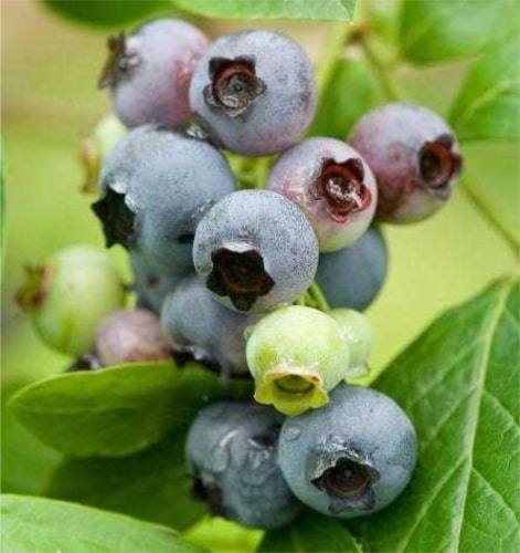 Berkeley Yaban Mersini (Blueberry) Fidanı