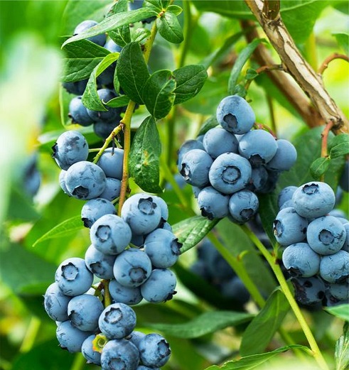 Bluecrop Yaban Mersini (Blueberry) Fidanı