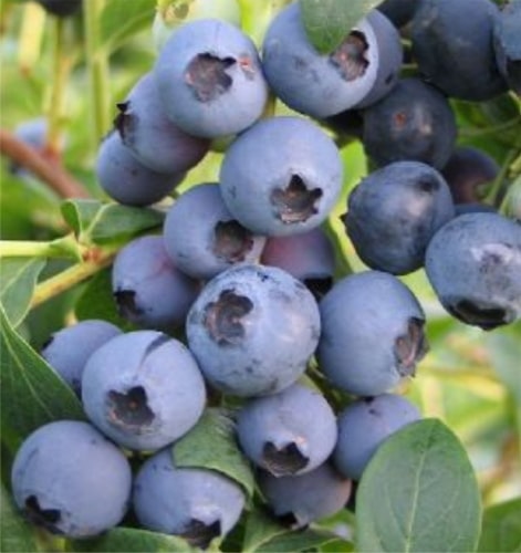 Jubilee Yaban Mersini (Blueberry) Fidanı