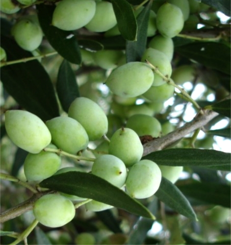 Koroneiki Zeytin Fidanı