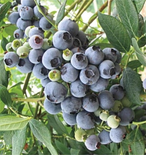 Legacy Yaban Mersini (Blueberry) Fidanı