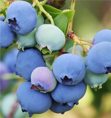 O'neal Yaban Mersini (Blueberry) Fidanı