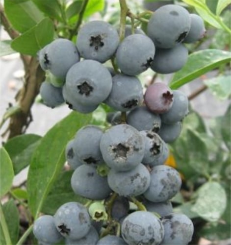Sharpblue Yaban Mersini (Blueberry) Fidanı